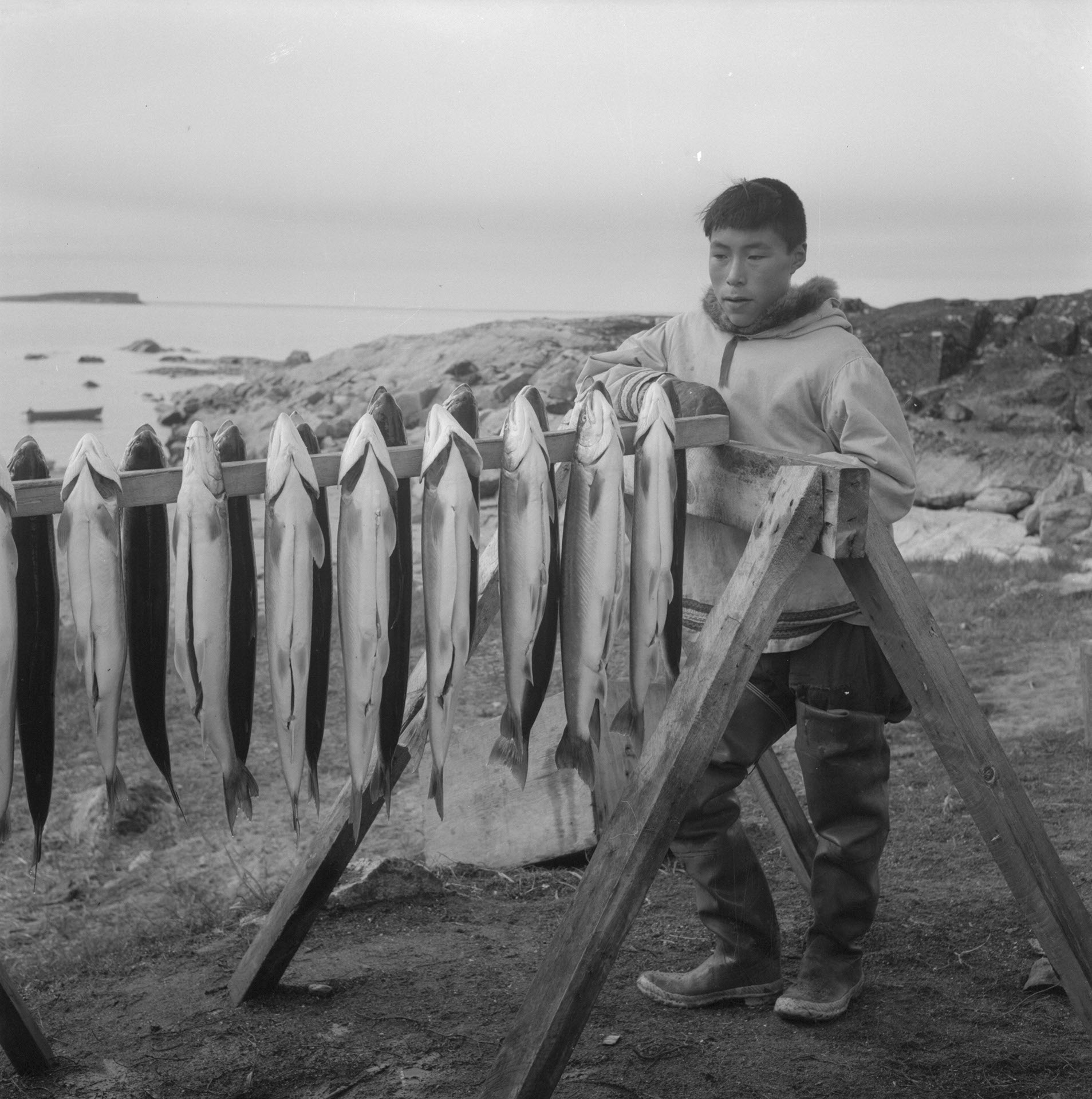 Inuit man standing beside a rack of Arctic char