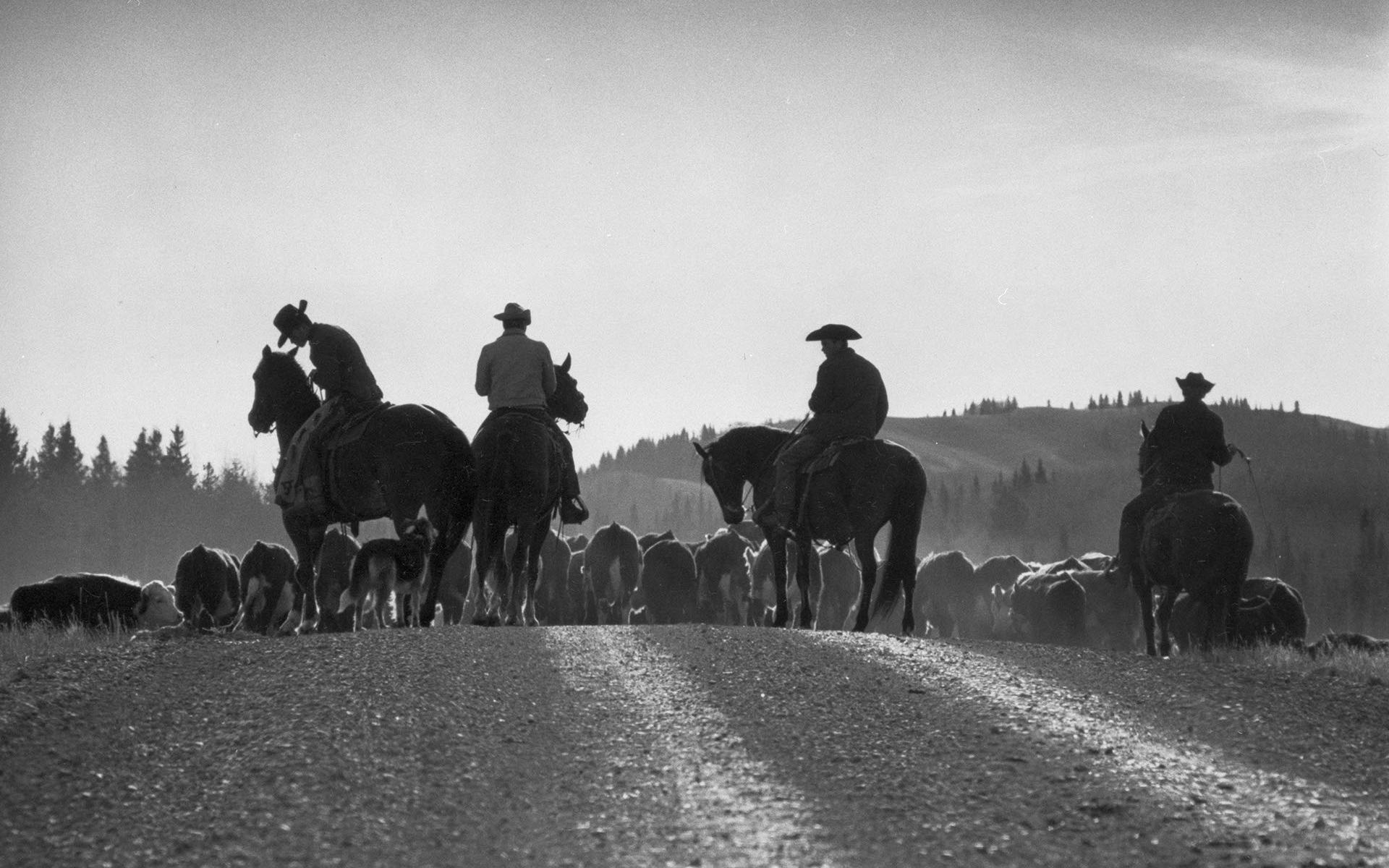 Des cowboys s’occupent du troupeau lors du rassemblement annuel dans l’Ouest canadien.