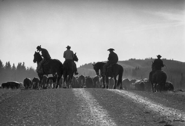 Des cowboys s’occupent du troupeau lors du rassemblement annuel dans l’Ouest canadien.